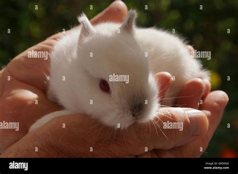 Poco Conejo Blanco Con Ojos Rojos Sentados En Manos Humanas De Dos