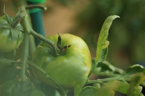 Tomatoes Green Unripe Free Photo On Pixabay Pixabay