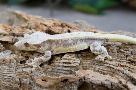 Lilly White Crested Gecko By Red Rock Gecko’s Morphmarket