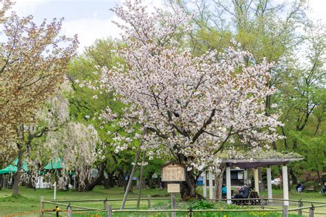 【東錦・関山が見頃】弘前公園 園内の桜の様子（2022年5月2日） 弘前さくらまつり Hirosaki Cherry Blossom