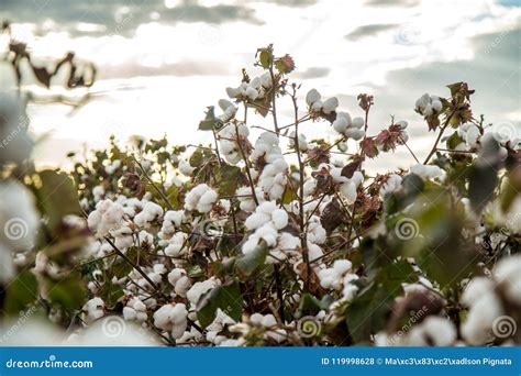 Fondo Di Struttura Della Piantagione Del Campo Del Cotone Fotografia