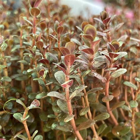 Rotala Super Red Mini Apf Aquarium Plants Factory®