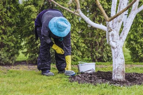 Découvrez ces astuces pour protéger vos arbres fruitiers cet hiver