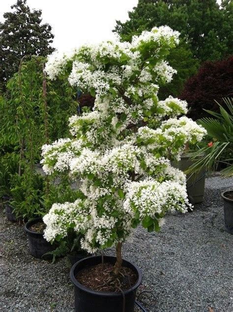 Chionanthus Retusus 10 Seeds Flowering Chinese Fringe Tree Fringe Tree Garden Trees Trees