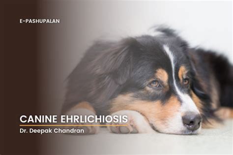 Canine Ehrlichiosis – epashupalan