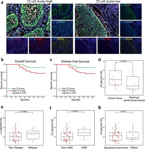 Identification Of Cervical Cancer Stem Cells Using Single Cell