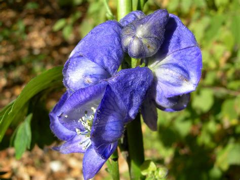 The Phytophactor: Friday Fabulous Flower - Wolfsbane