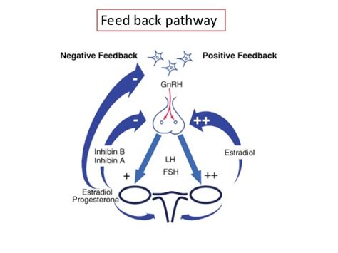 Female hormones