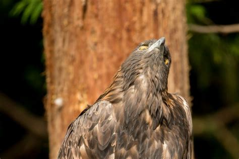 5 Wild Animal Rescue Resources Helping Tacomas Critters Grit City