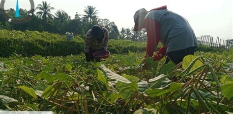 Antisipasi Dampak El Nino Ratusan Hektar Lahan Di Kabupaten Bekasi