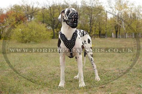 Designer Dog Harness | Great Dane Harness with Pyramids