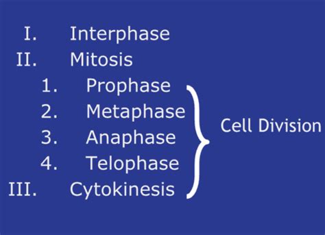 Mitosis Biology Flashcards Quizlet