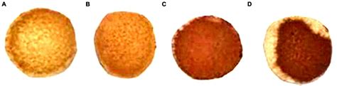 Frontiers Screening And Oenological Property Analysis Of Ethanol