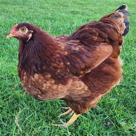 Buckeye Chicken Eggs Height Size And Raising Tips