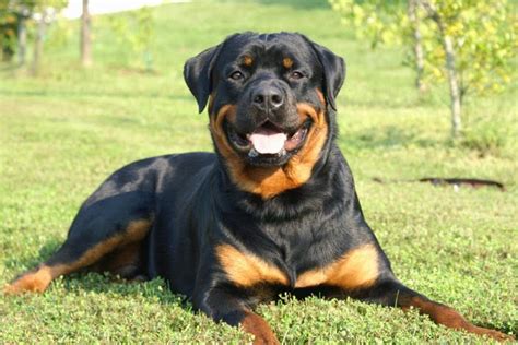 Perro GuardiÁn CaracterÍsticas Y Nombres Cuidados Y Nombres Para Tu Mascota