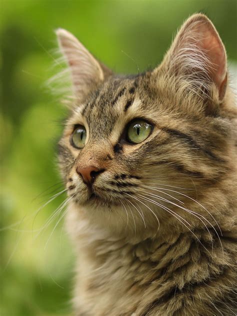 16 Pics Stray Cat Photos Brown Long Hair Cat With Small Eyes Cats