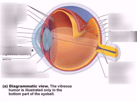 More Eye Labeling Diagram Quizlet