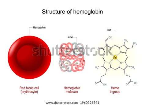 Structure Hemoglobin Red Blood Cell Hemoglobin Stock Vector Royalty C66