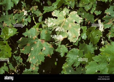 Downy mildew Plasmopara viticola symptoms on grape leaf top underside Stock Photo - Alamy