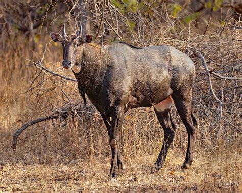 Male Nilgai | Photos by Ravi