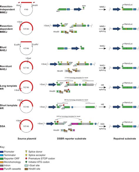 Assessment Of Dna Double Strand Break Repair Activity Using High