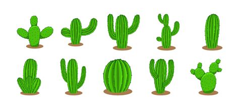 Collection Of Cactus Plant Vector Designs 21907435 Vector Art At Vecteezy