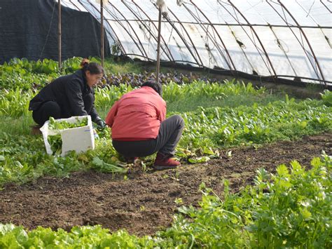 Gu A Completa Sobre El Tipo De Insecto Beneficioso Para La Huerta En