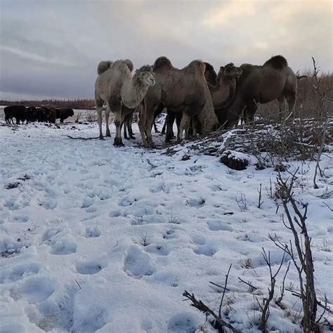 Camels And Bison In The Pleistocene Park Rmegafaunarewilding