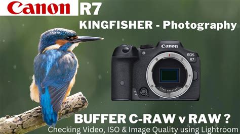 Canon R7 For Bird Photography Photographing Kingfishers ADOBE