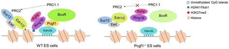 Model Of Pcgf1 Function In Es Cells In Wt Es Cells Kdm2b Interacts Download Scientific