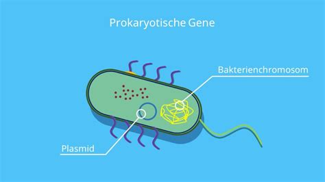 Gen Aufbau Genexpression Und Genregulation Mit Video