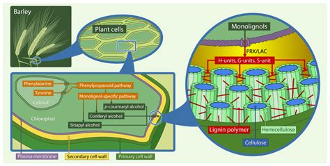 Lignin Cell Wall