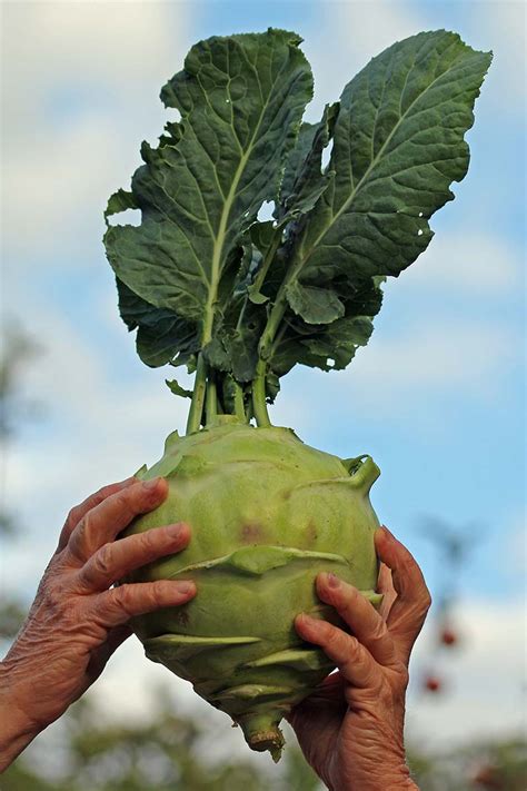 kohlrabi varieties gardeners path