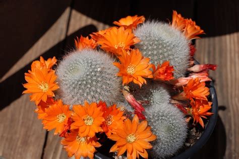 Come Coltivare La Rebutia Il Cactus Che Fiorisce