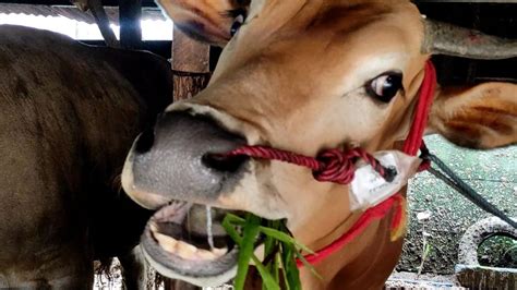 Pembagian Daging Kurban Idul Adha Begini Jumlah Daging Yang Boleh