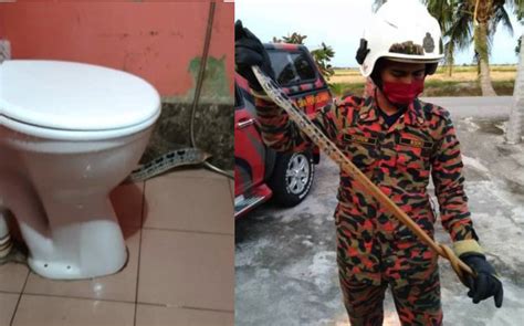 Wanita Dan Dua Anak Saudara Kena Patuk Ular Tedung Tikus Dalam Rumah