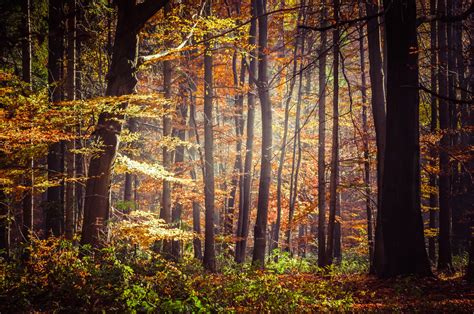 Sfondi Luce Del Sole Alberi Paesaggio Erba Piante Legna Ramo