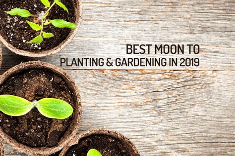 Learn The Best Moon For Planting In 2019 Wemystic