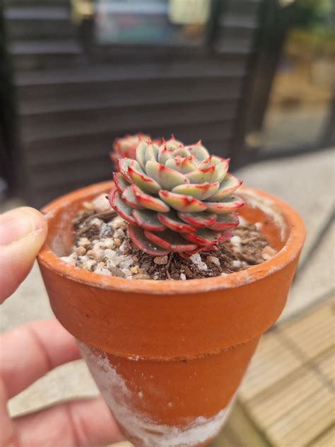 Echeveria Sugar Baby Korean Import The Suburban Succulent