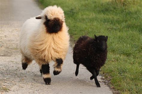 Les Moutons Nez Noir Du Valais Magnifiques Ou Effrayants