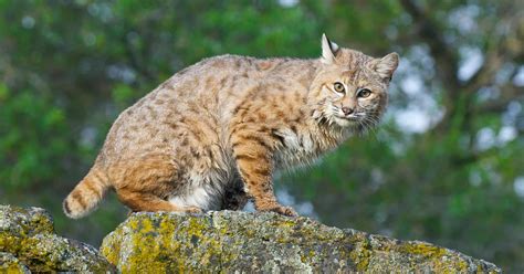 15 Most Dangerous Cat Breeds In The World