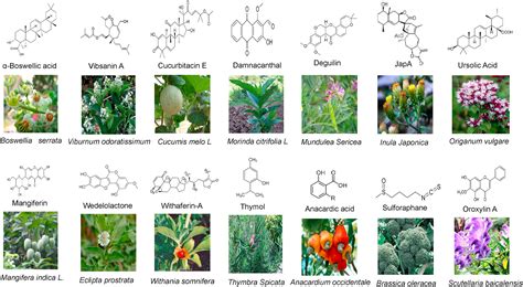 Perspectives On Natural Compounds In Chemoprevention And Treatment Of