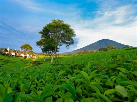 Menyibak Keindahan Alam Gunung Dempo Sumatera Selatan Ipol Id