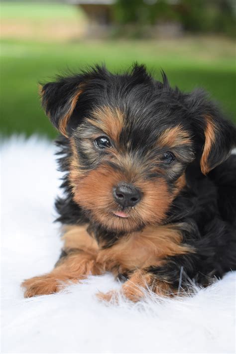 Yorkie puppies for sale – Artofit