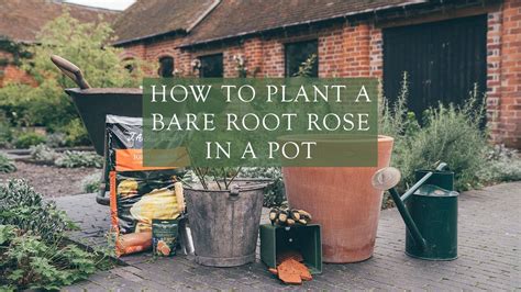 How To Plant A Bare Root Rose In A Pot By Steve Head Gardener At David