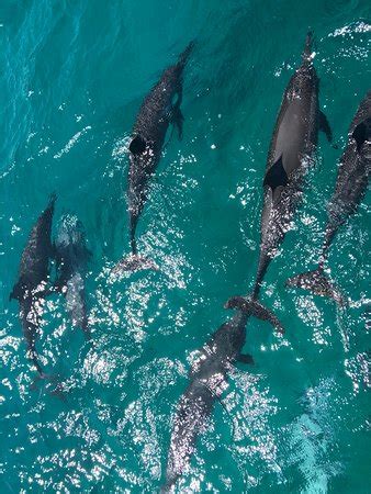 Fernando De Noronha Golfinhos - Baia dos Golfinhos (Fernando de Noronha) - 2019 All You Need to Know ...