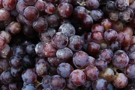 Fruits Grapes Learn About Grapes Grapes Lessons Grapes Printables