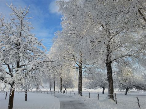 Fotos gratis paisaje árbol naturaleza rama nieve frío planta