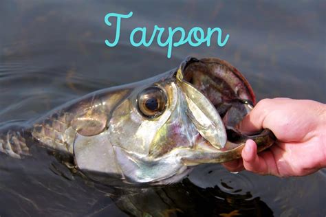 Peixe Tarpon Megalops atlanticus características habitat como