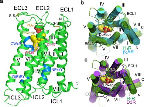 Pdf Structure Of The Human Histamine H Receptor Complex With Doxepin